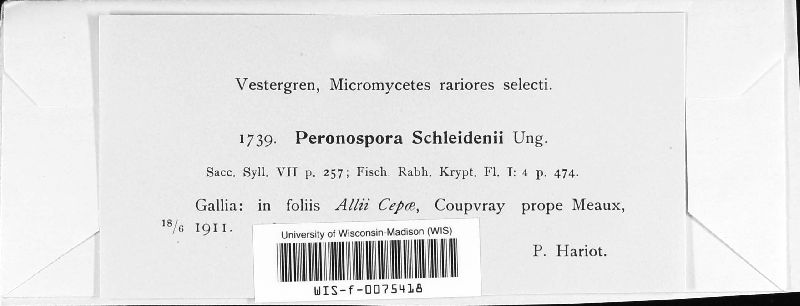 Peronospora destructor image