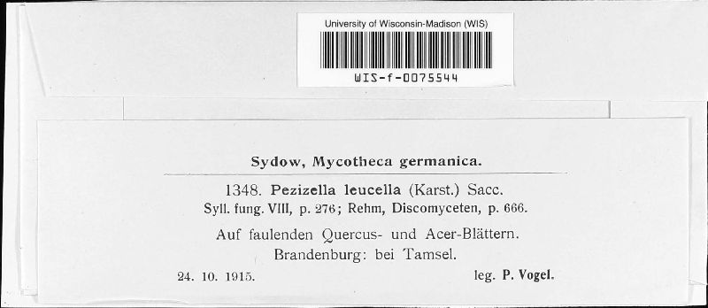 Calycellina leucella image