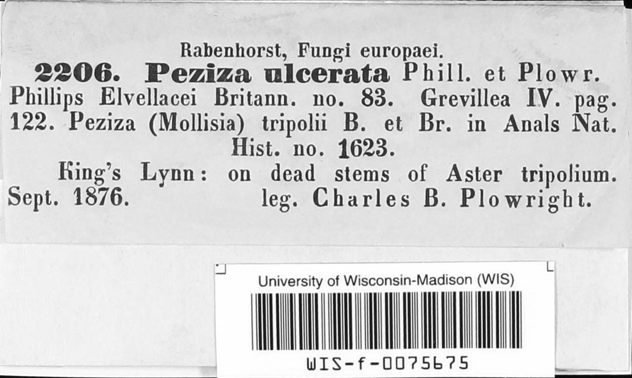 Ploettnera solidaginis image