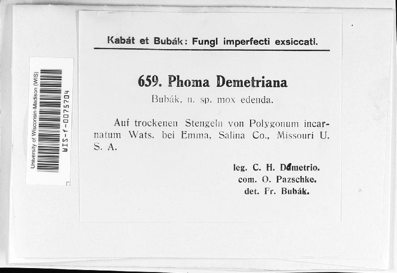 Phoma demetriana image