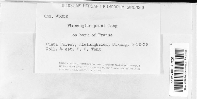 Phaeangium pruni image