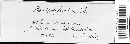 Phomopsis laurina image