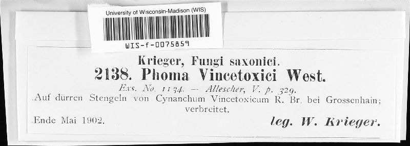 Phoma vincetoxici image