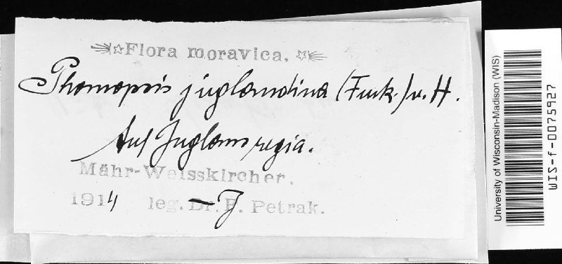 Phomopsis juglandina image