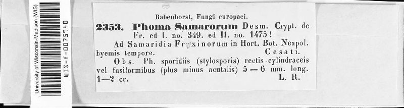 Phoma samarorum image