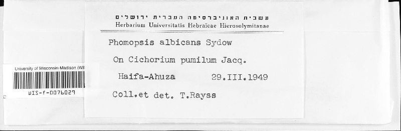Phomopsis albicans image