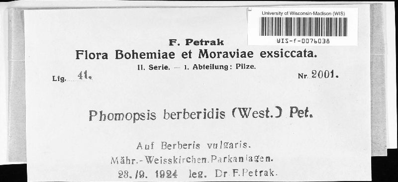 Phomopsis berberidis image