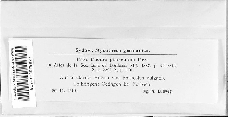 Phoma phaseolina image