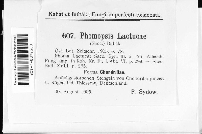 Phomopsis lactucae image