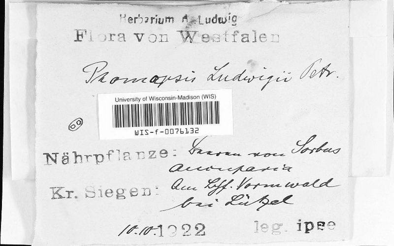 Phomopsis ludwigii image