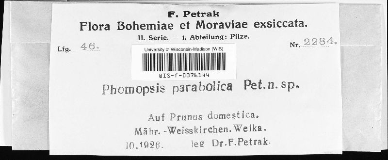 Phomopsis parabolica image