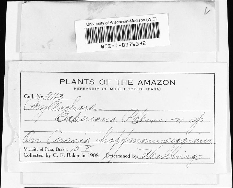 Phyllachora bakeriana image