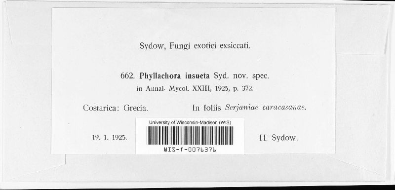 Phyllachora insueta image