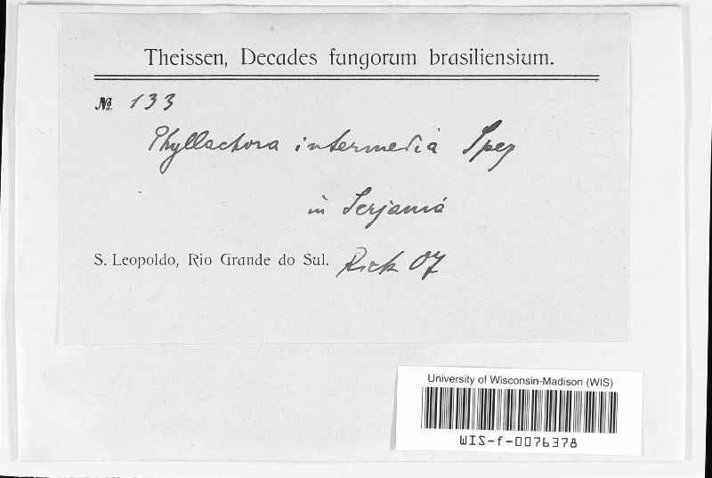 Lohwagia intermedia image
