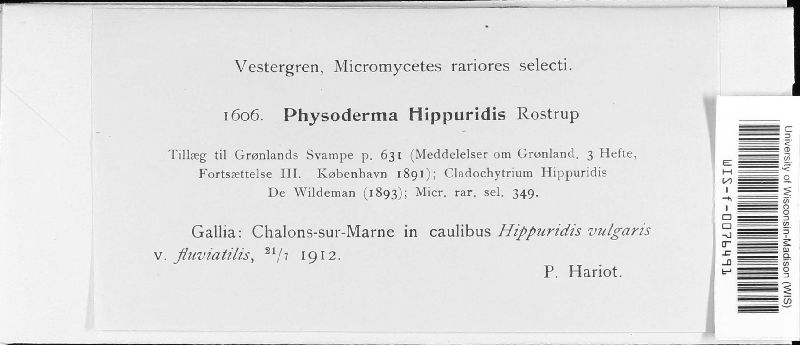 Physoderma hippuridis image