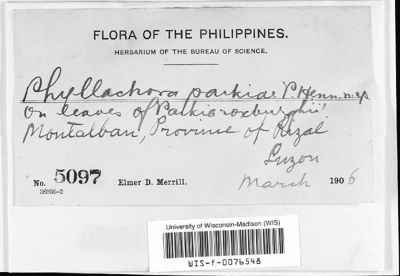 Phyllachora parkiae image