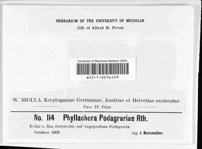 Mycosphaerella podagrariae image