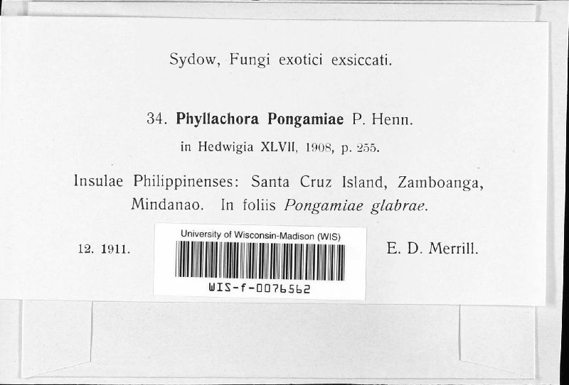 Phyllachora yapensis ssp. pongamiae image