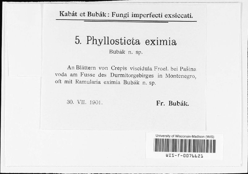 Phyllosticta eximia image