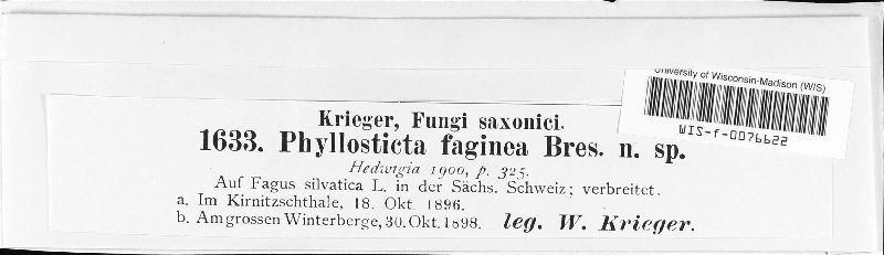 Phyllosticta faginea image