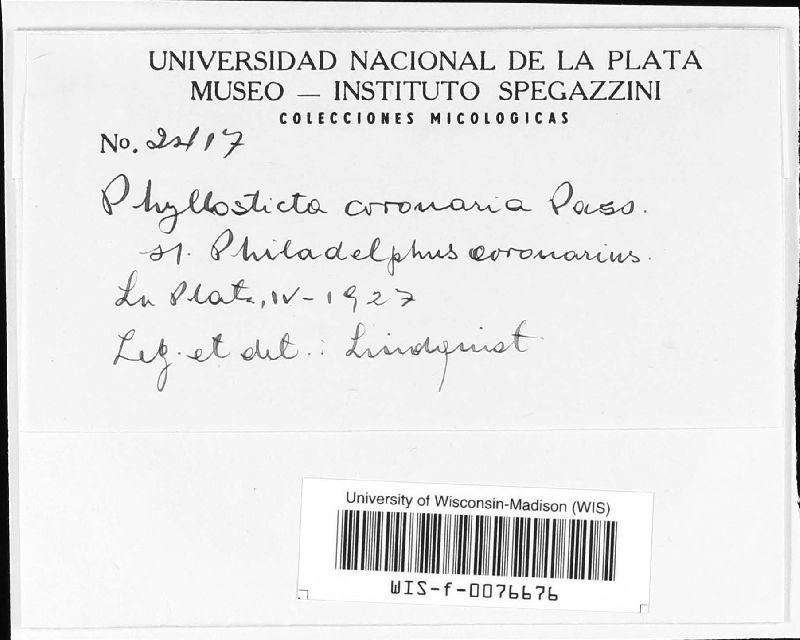 Phyllosticta coronaria image