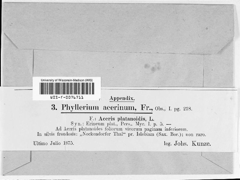Phyllerium acerinum image