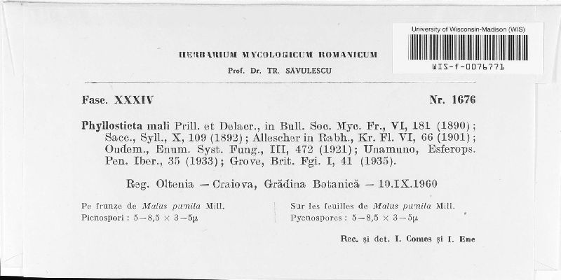 Mycosphaerella pomi image