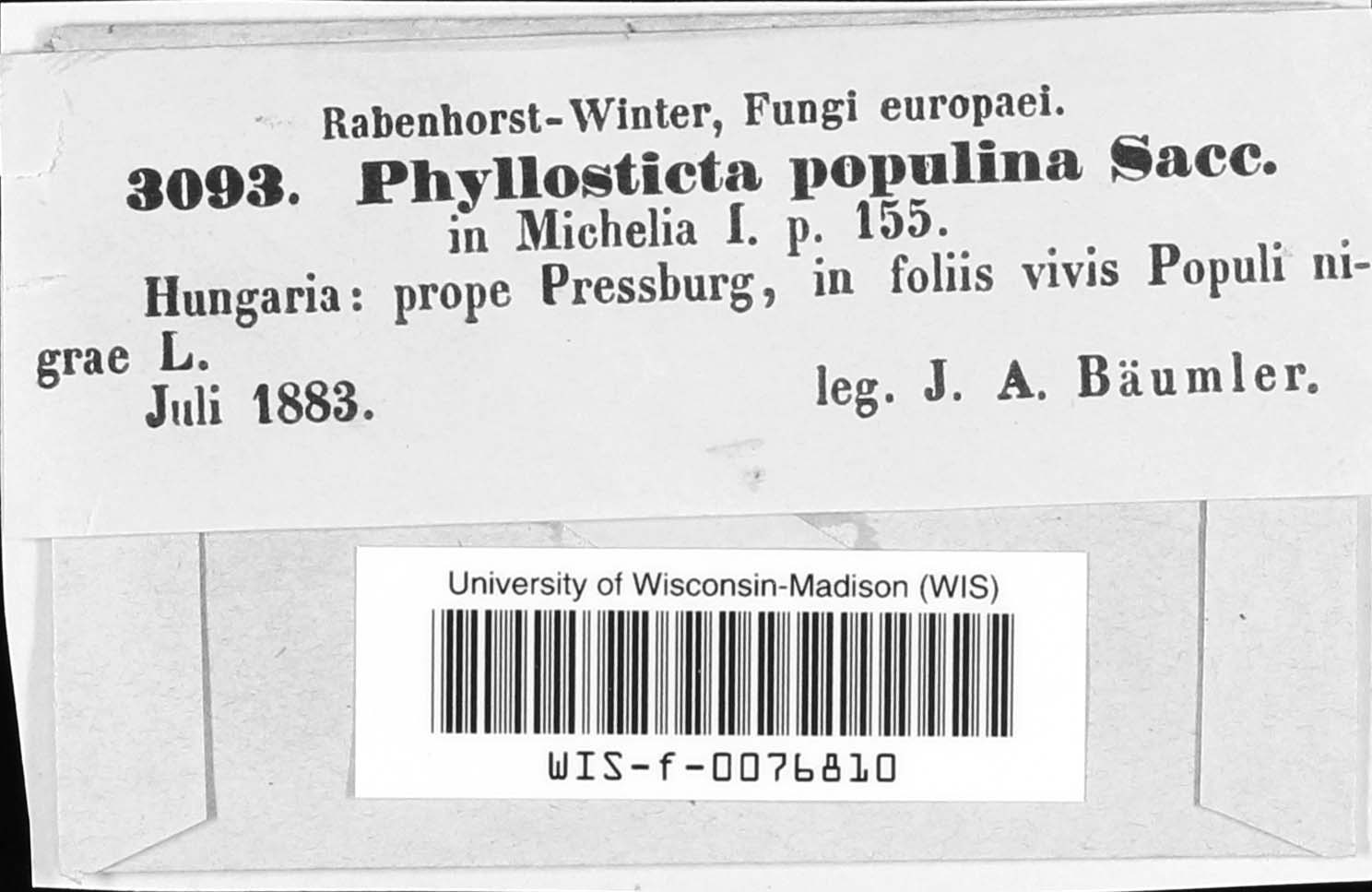 Phyllosticta populina image