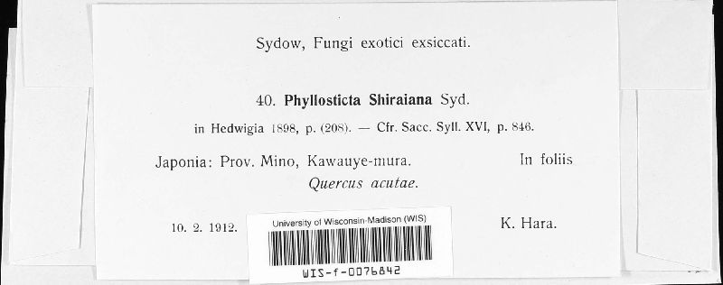Phyllosticta shiraiana image