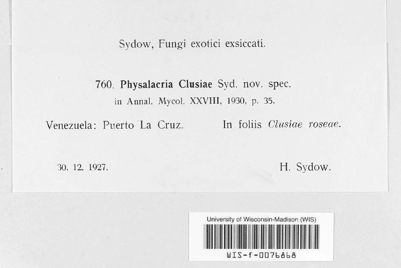 Physalacria clusiae image
