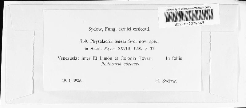 Physalacria tenera image