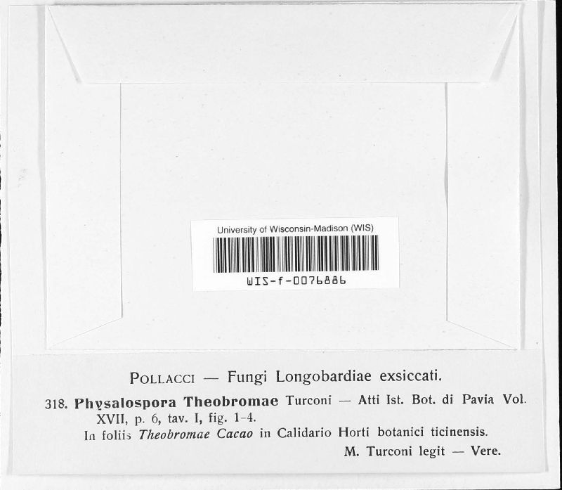 Physalospora theobromae image
