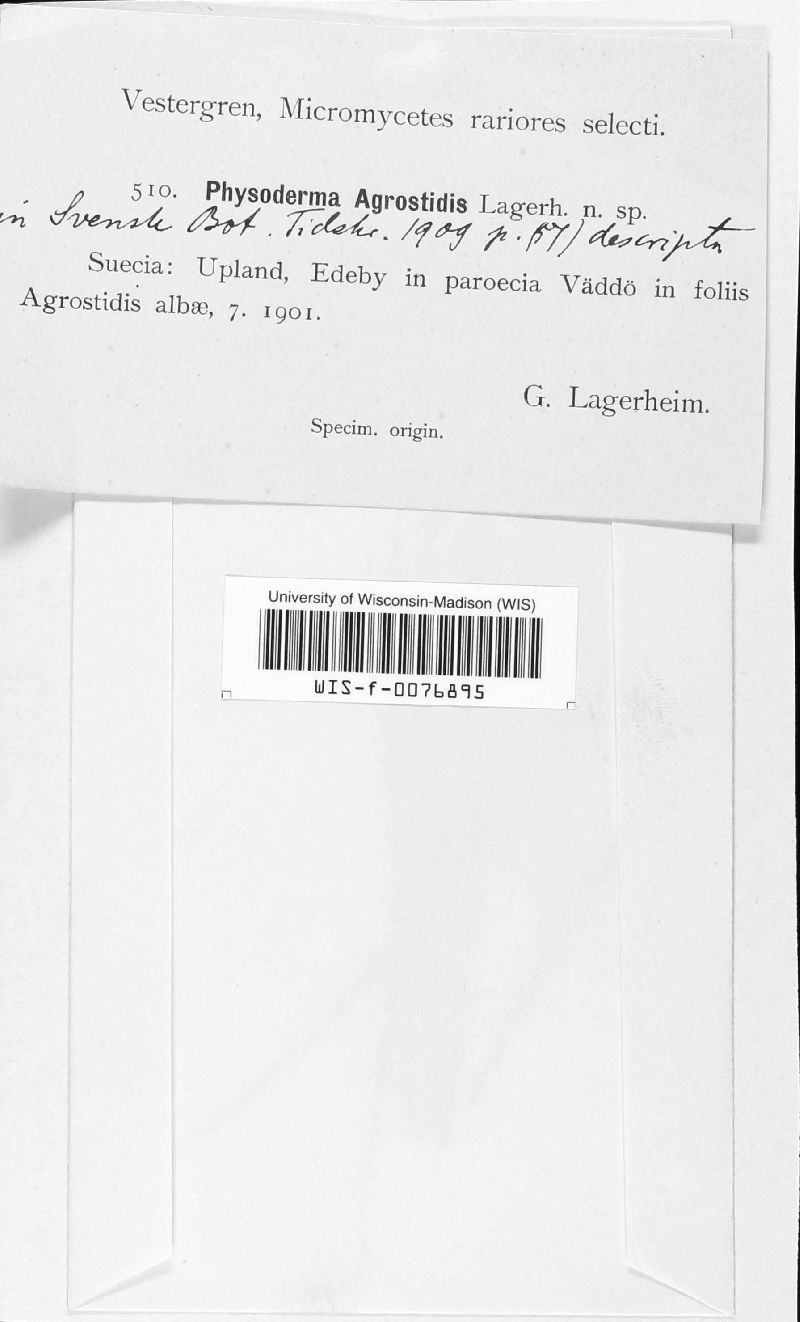Physodermataceae image