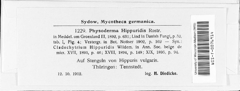 Physoderma hippuridis image