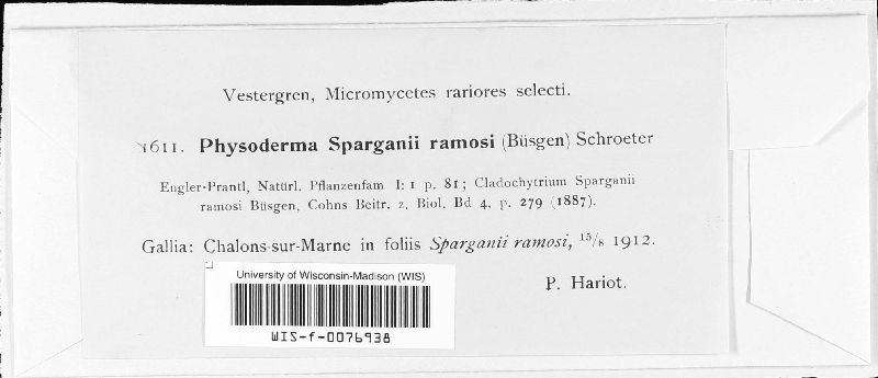 Physoderma sparganii-ramosi image