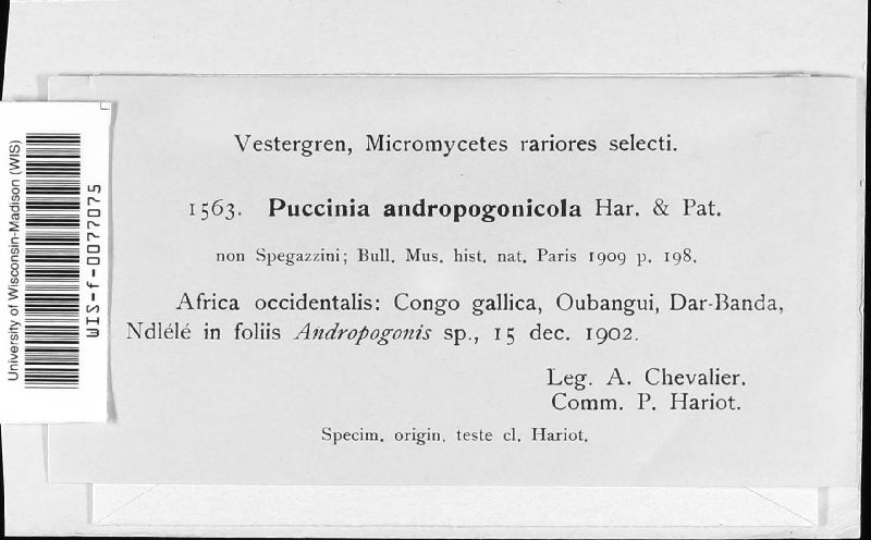 Puccinia andropogonicola image
