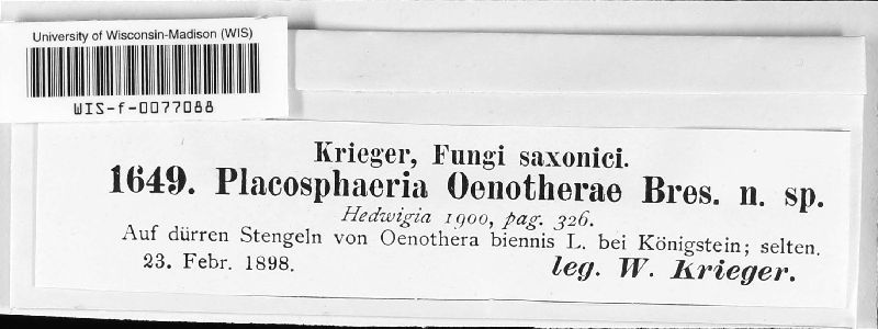 Placosphaeria oenotherae image