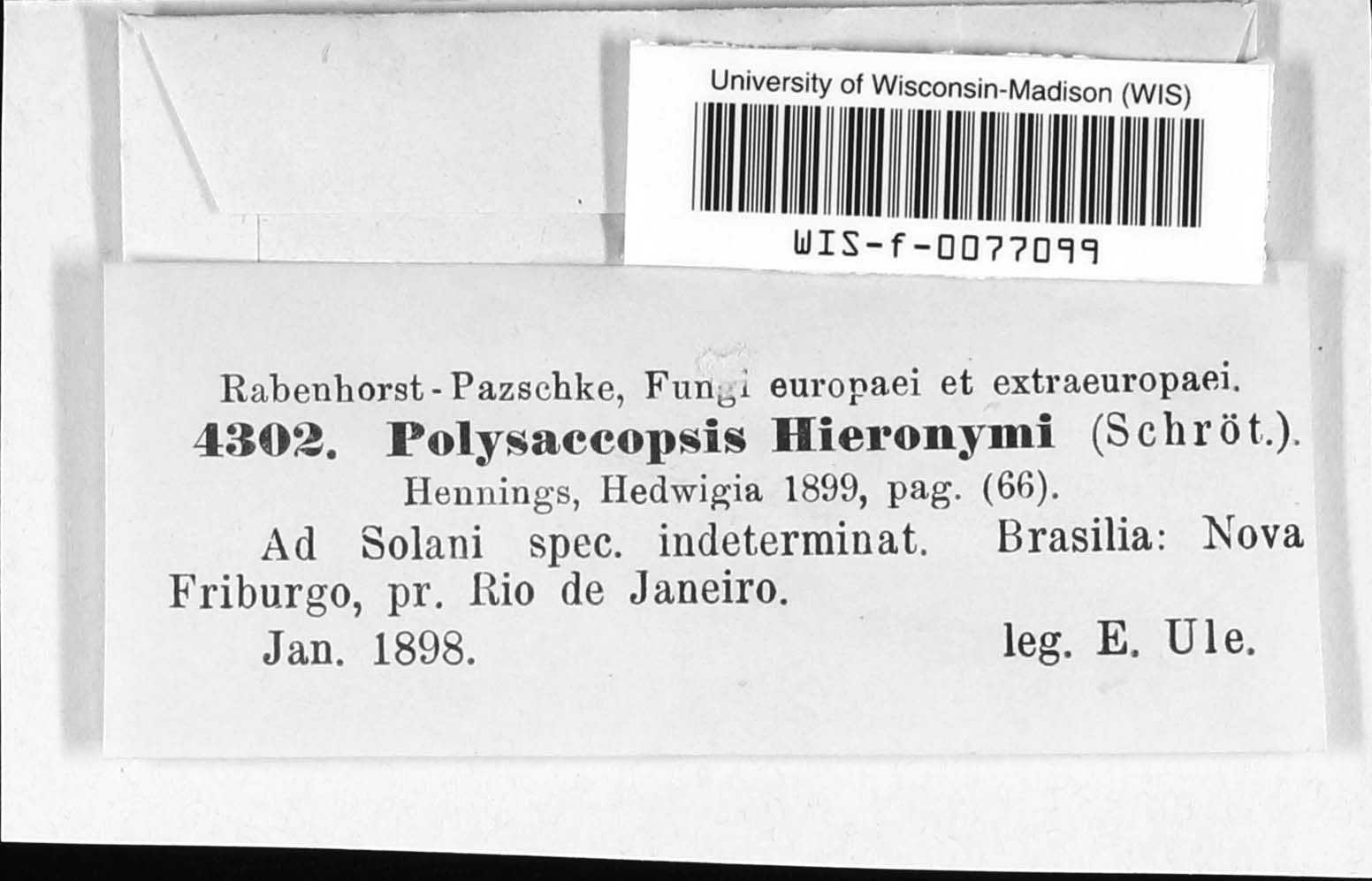 Polysaccopsis hieronymi image