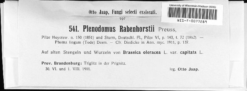 Plenodomus rabenhorstii image