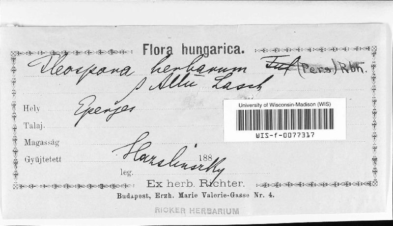 Pleospora herbarum image