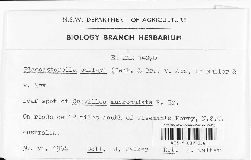 Placoasterella baileyi image