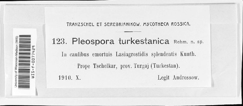 Pleospora turkestanica image