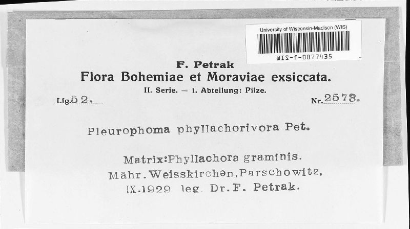Pleurophoma phyllachorivora image