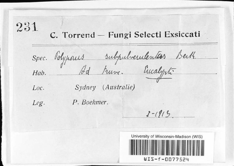 Polyporus subpulverulentes image