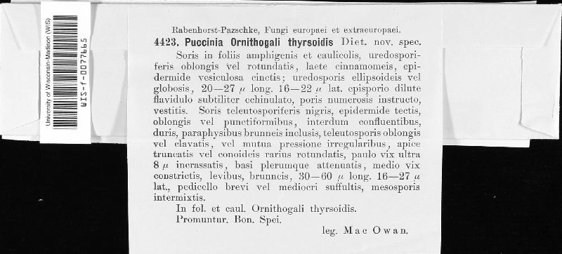 Puccinia ornithogali image