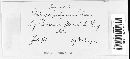 Protomyces pachydermus image