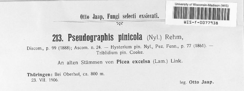 Pseudographis pinicola image