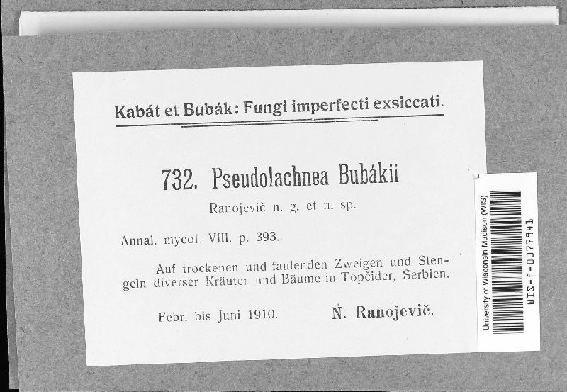Pseudolachnea bubakii image