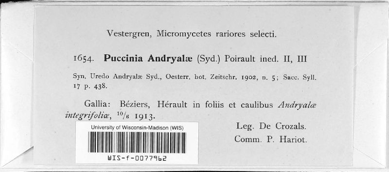 Puccinia andryalae image
