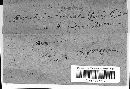 Puccinia angelicae image